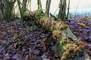 20 Il tronco a terra da vita a tanti funghi 